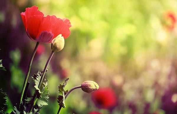 Pink Poppy Flowers